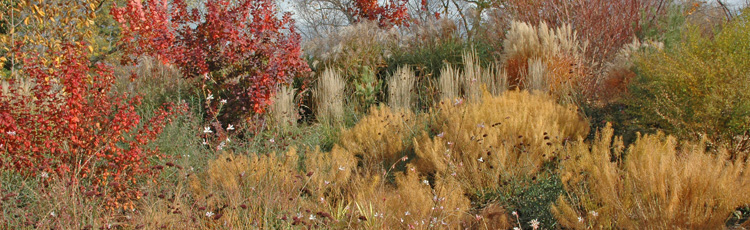2010_99_MGM_Fall_Perennial_Garden_Landscape_for_Fall_Color.jpg