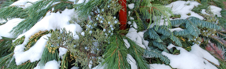 2010_118_MGM_Winter_Container_Gardens_and_Outdoor_Arrangements.jpg