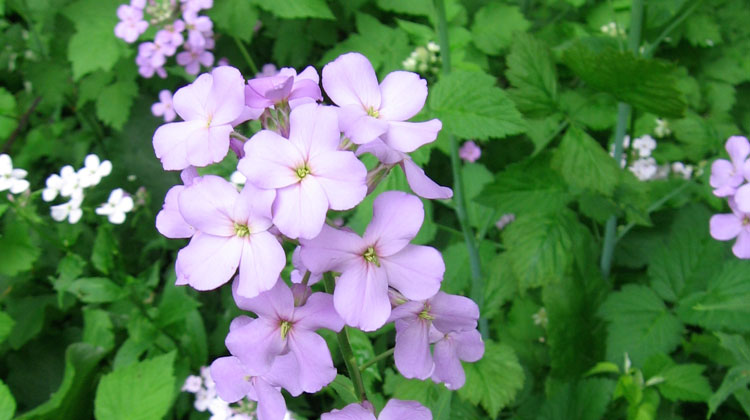 Purple-and-White-Roadside-Flowers.jpg