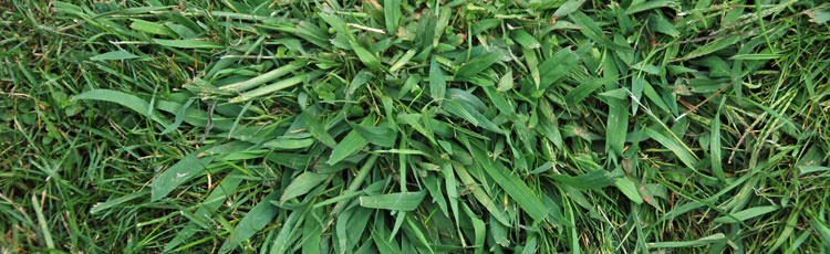 Crabgrass-in-the-Lawn.jpg
