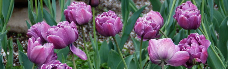 No-Flowers-on-Tulip-Plants-THUMB.jpg