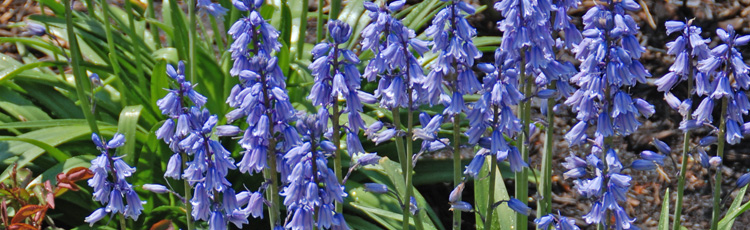 102416_Fall_Planted_Spring_Flowering_Spanish_Bluebells.jpg