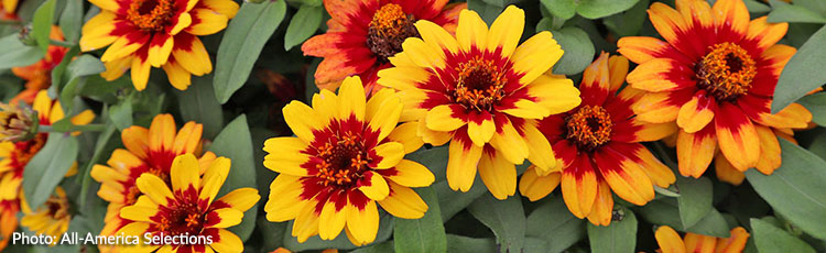 122120_AAS_2021_Gold_Medal_Winner_Profusion_Red_Yellow_Bicolor_Zinnia-THUMB.jpg