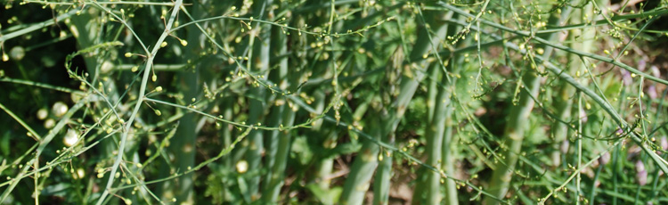 Weeds-in-Asparagus-Patch-THUMB.jpg