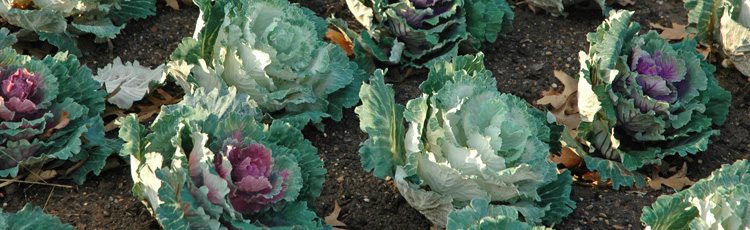 110615_Ornamental_Cabbage_and_Kale.jpg