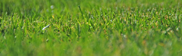 Quackgrass-in-the-Lawn.jpg
