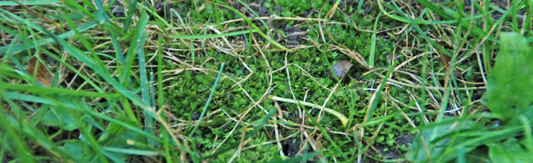 Lawn-is-Filled-with-Moss-THUMB.jpg
