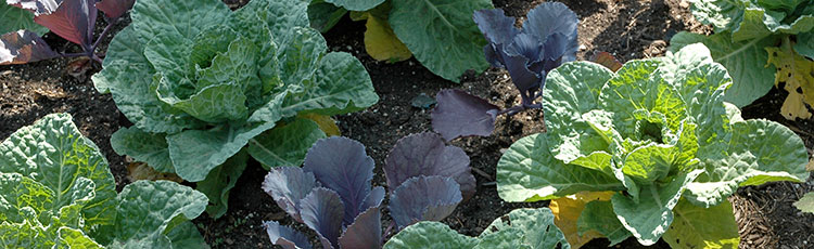 041221_Cabbage_for_Growing_and_Cooking-THUMB.jpg