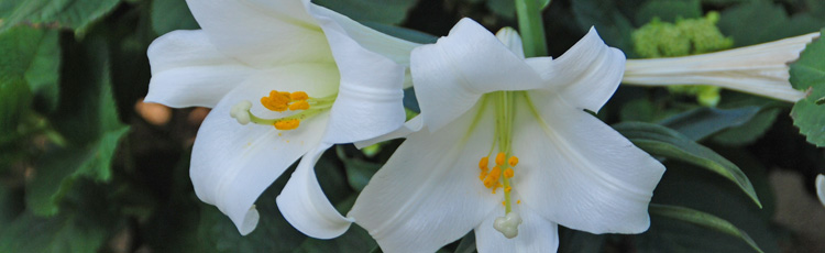 Will-Easter-Lily-Survive-in-the-Garden-THUMB.jpg