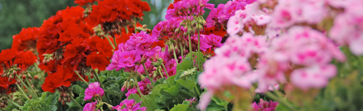 Caring-for-Geraniums-Over-Winter---THUMB.jpg