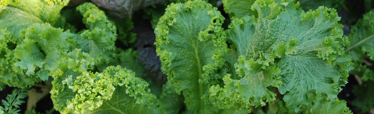 2011_168_MGM_Grow_Calcium_Rich_Vegetables.jpg
