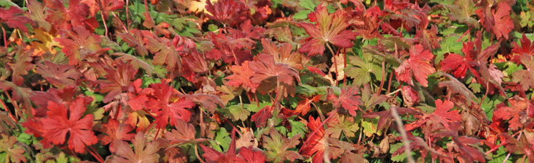 102418_Perennials_for_Colorful_Fall_Foliage.jpg