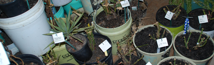 2010_95_MGM_Overwintering_Container_Gardens.jpg
