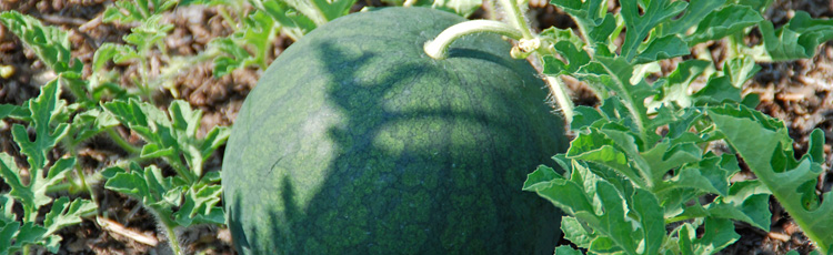 Harvesting-Watermelon-THUMB.jpg