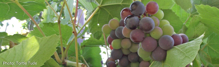Growing-Concord-Grapes-in-the-North-THUMB.jpg