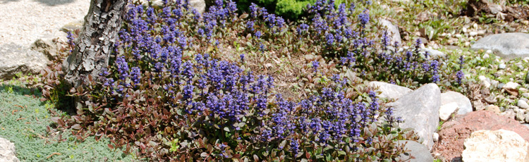 072514_Crown_Rot_Causing_Sudden_Wilting_and_Death_on_Ajuga_Bugleweed.jpg