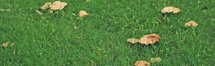2012_410_MGM_Mushrooms_in_the_Lawn.jpg