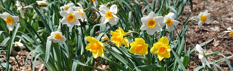 092520_Plant_and_Grow_a_Variety_of_Daffodils_for_Garden_Bouquets.jpg