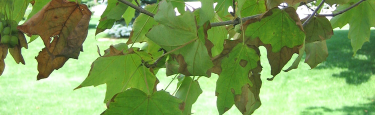 071315_Anthracnose_on_Ash_Maple_and_Oaks.jpg