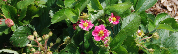Strawberry-Flowers-Have-Turned-Pink.jpg