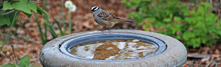 012420_Provide_Water_for_the_Birds_Yearround.jpg