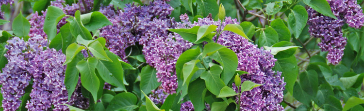 Poor-Growth-and-Flowering-of-Lilac-THUMB.jpg