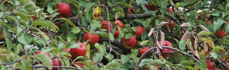 Black-Spots-and-Bloches-on-Apples.jpg
