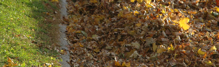 Leaves-as-Winter-Mulch.jpg