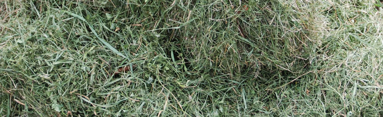 Chemically-Treated-Grass-Clippings-in-Compost-Pile.jpg