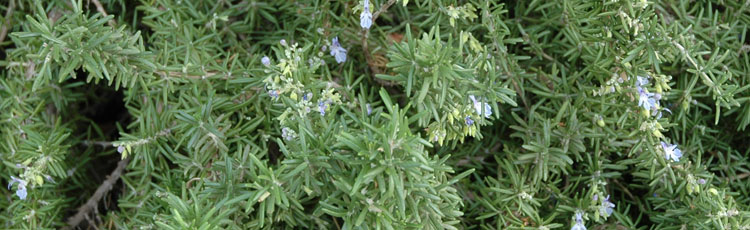 Overwintering-Rosemary-is-Wilting-and-Dying.jpg