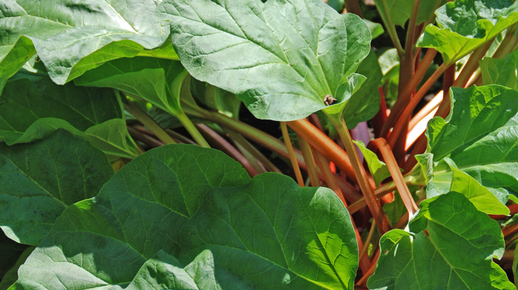 Growing-Rhubarb-in-a-Container.jpg