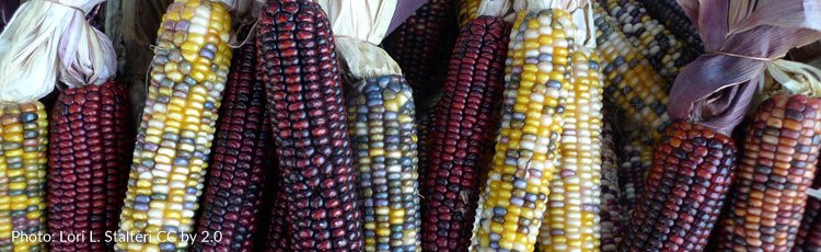 2012_423_MGM_The_History_of_Indian_Corn.jpg