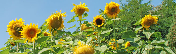 061518_Grow_Your_Own_Sunflower_House_or_Fort.jpg