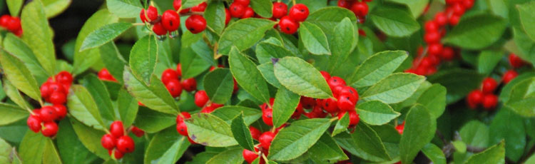 101718_Berry_Plants_for_Fall_and_Winter_Beauty-thumb.jpg