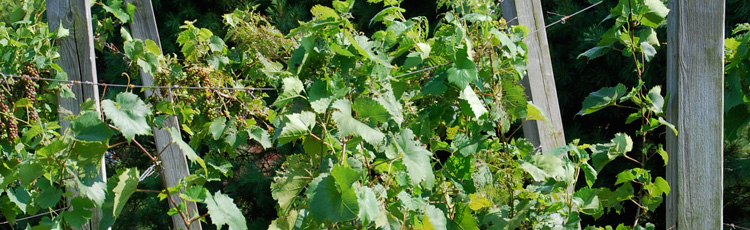 2013_464_MGM_Pruning_Training_Systems_for_Grapes.jpg