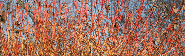 013019_Shrubs_with_Attractive_Bark_Form_and_Thorns.jpg