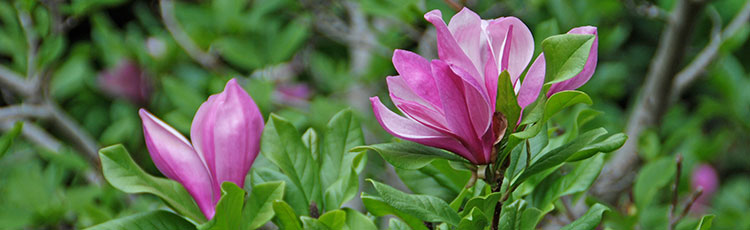 021920_Small_Scale_Repeat_Blooming_Little_Girl_Magnolias.jpg
