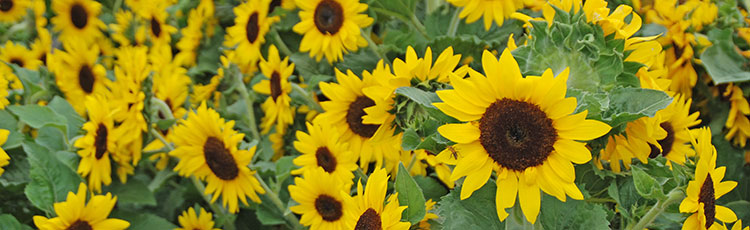 012021_Grow_Sunflowers_in_This_Years_Garden.jpg