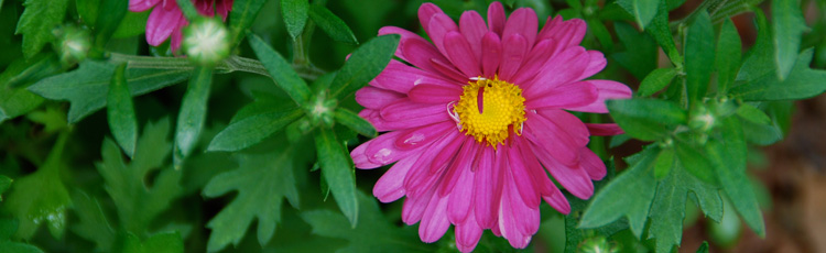 100316_Beautiful_Edible_and_Historic_Chrysanthemum.jpg