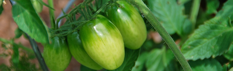 Late-Season-Care-of-Tomato-Plants-and-Green-Tomatoes-THUMB.jpg