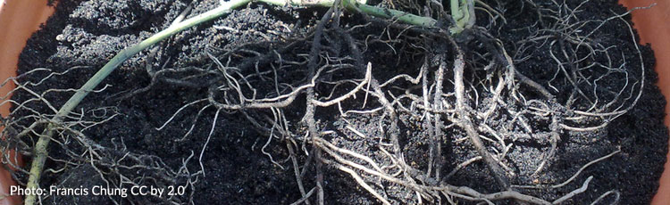 Plant-Root-Demonstration.jpg