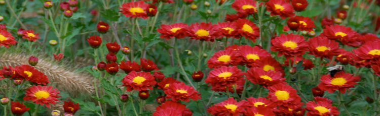 110613_Chrysanthemum_Mum_November_Birth_Flower.jpg