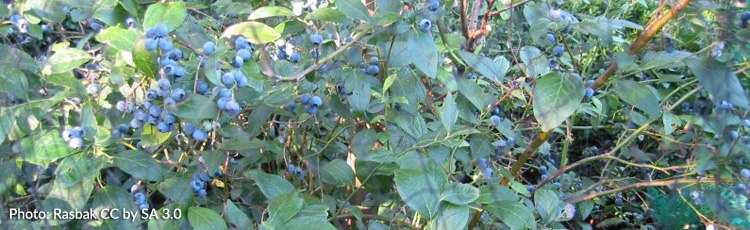 Growing-Blueberries-THUMB.jpg