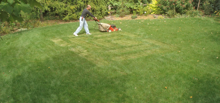 Lawn-Maze-Start-cutting.jpg