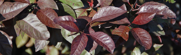 Purpleleaf-Sandcherry-Leaves-Have-Small-Holes-and-Are-Shriveling-THUMB.jpg