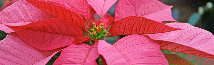 121113_Dress_Up_the_Table_with_Poinsettia_National_Poinsettia_Day_Dec_12.jpg