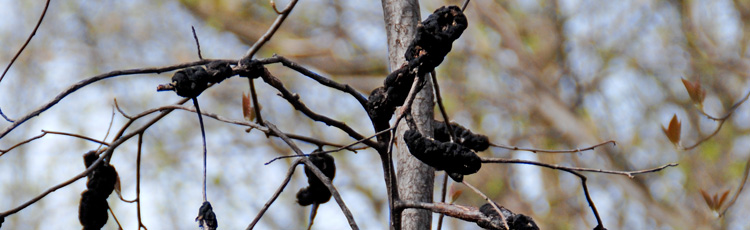 Black-Growths-on-Plum-Tree.jpg