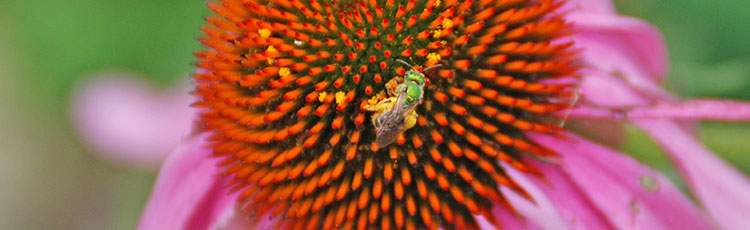 062220_National_Pollinator_Week_Celebrates_the_Importance_of_Pollinators.jpg