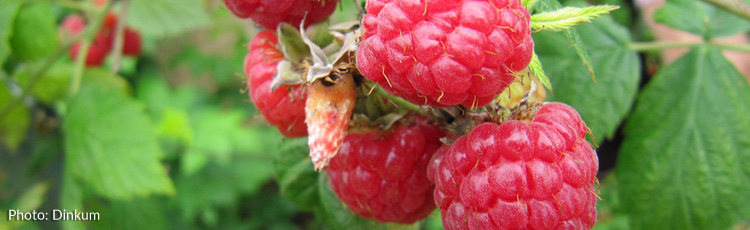 Pruning-Everbearing-Raspberries-THUMB.jpg