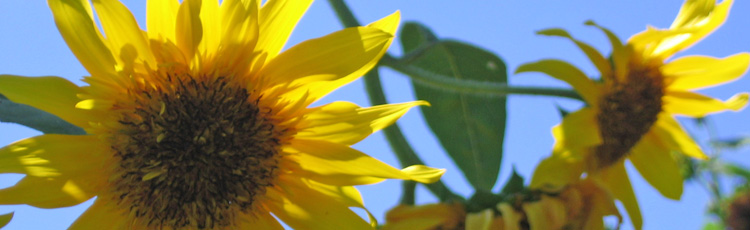 Multiple-Headed-Sunflower-THUMB.jpg
